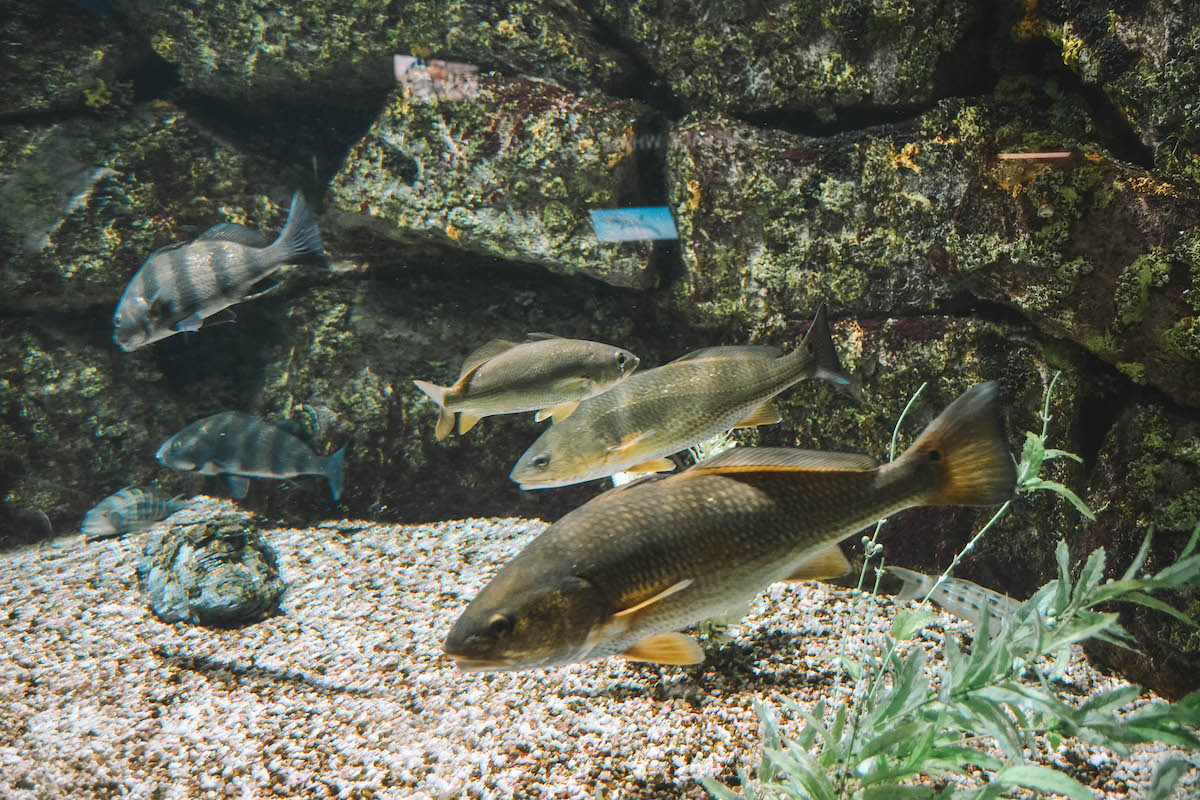 Fish at the Fort Fisher aquarium. 