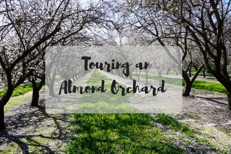 almond orchard