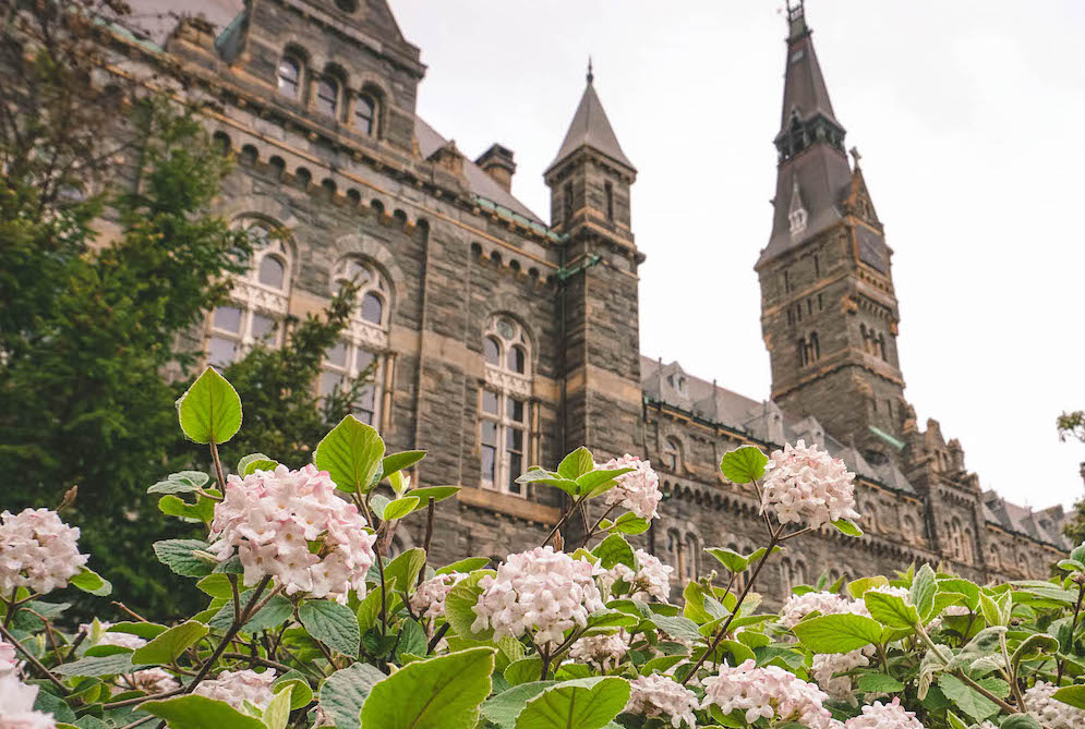 A view of one of Georgetown University's buildings. Blossoming hydrangeas are in the foreground. 