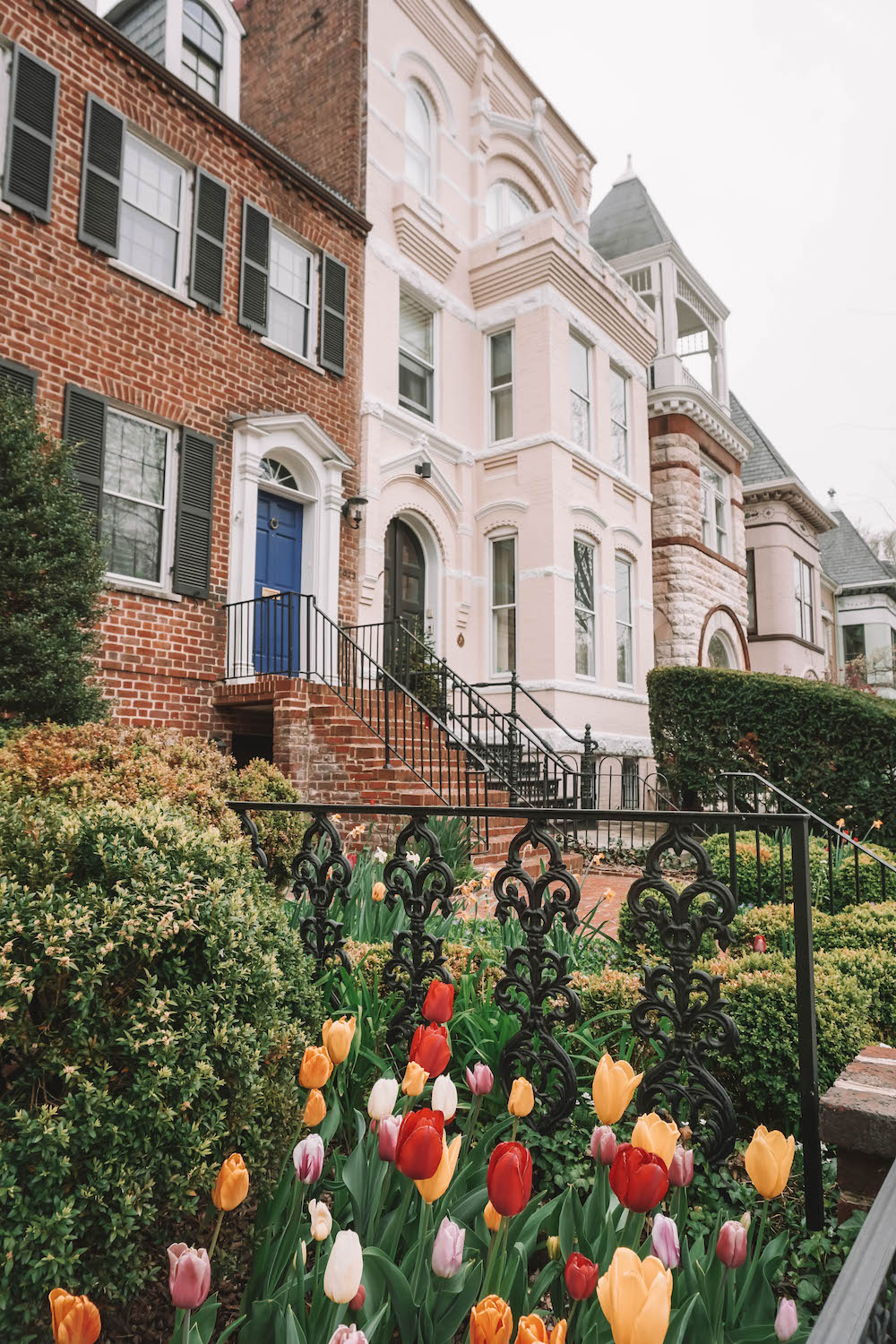 View of row houses in Georgetown DC, with colorful tulips in the foreground. 