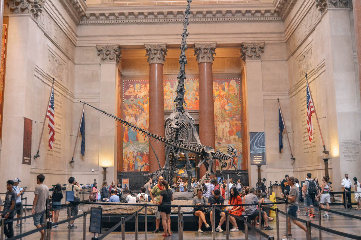A dinosaur skeleton inside the lobby of the American Museum of Natural History in NYC. 