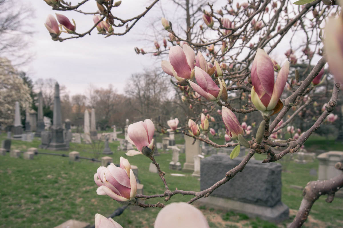 Cherry blossoms at Green Wood cemetery in NYC. 