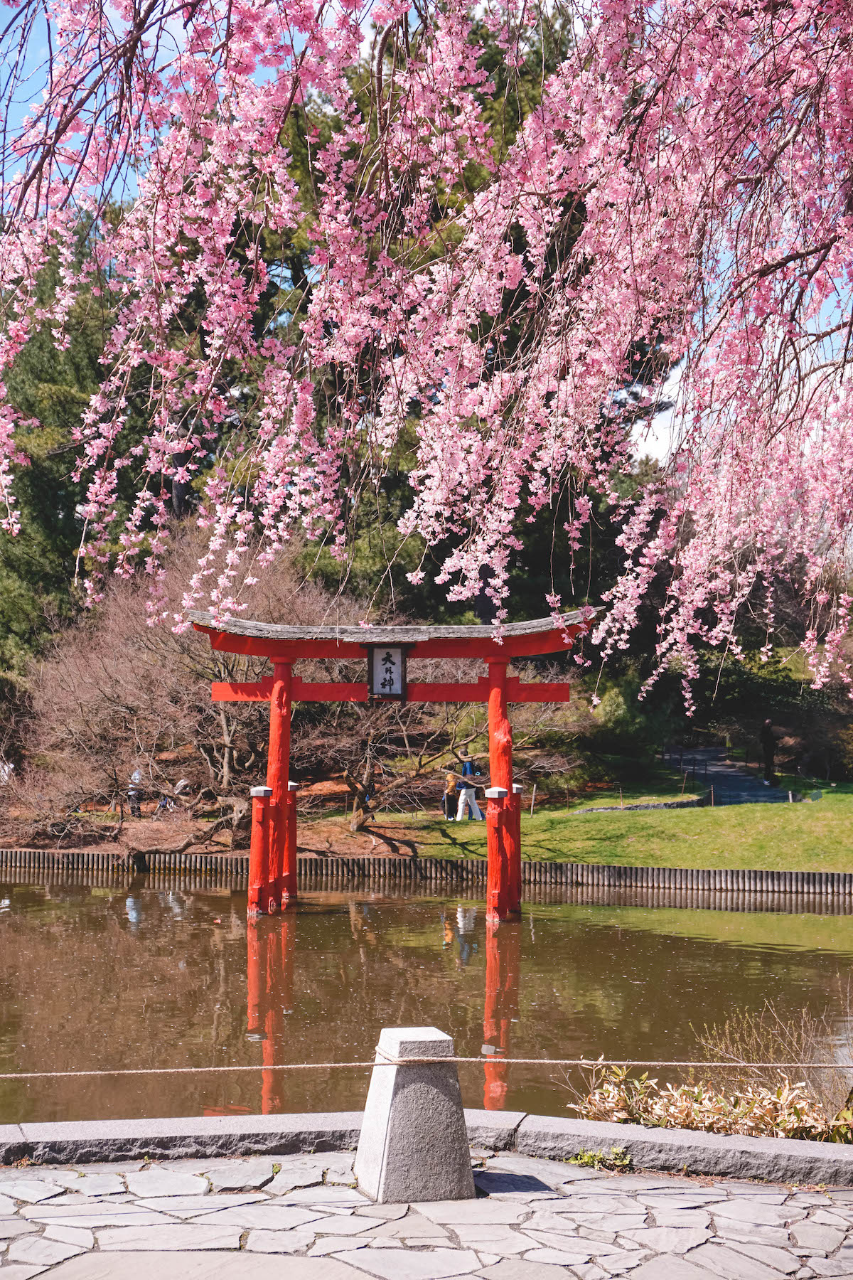 Blooming cherry blossoms in the Japanese garden within the Brooklyn Botanic Garden. 