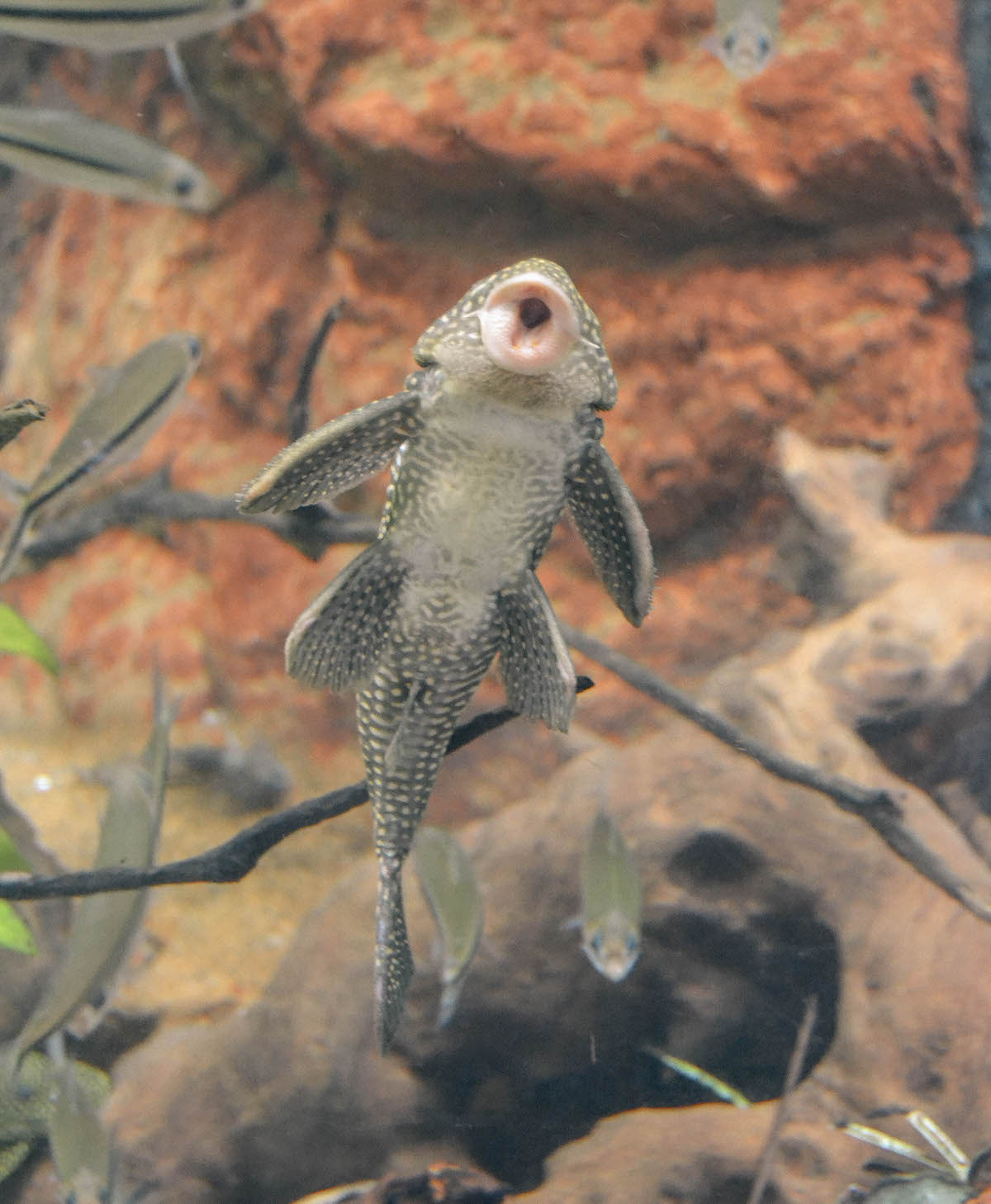 A sucker fish stuck to the glass of a fish tank. 