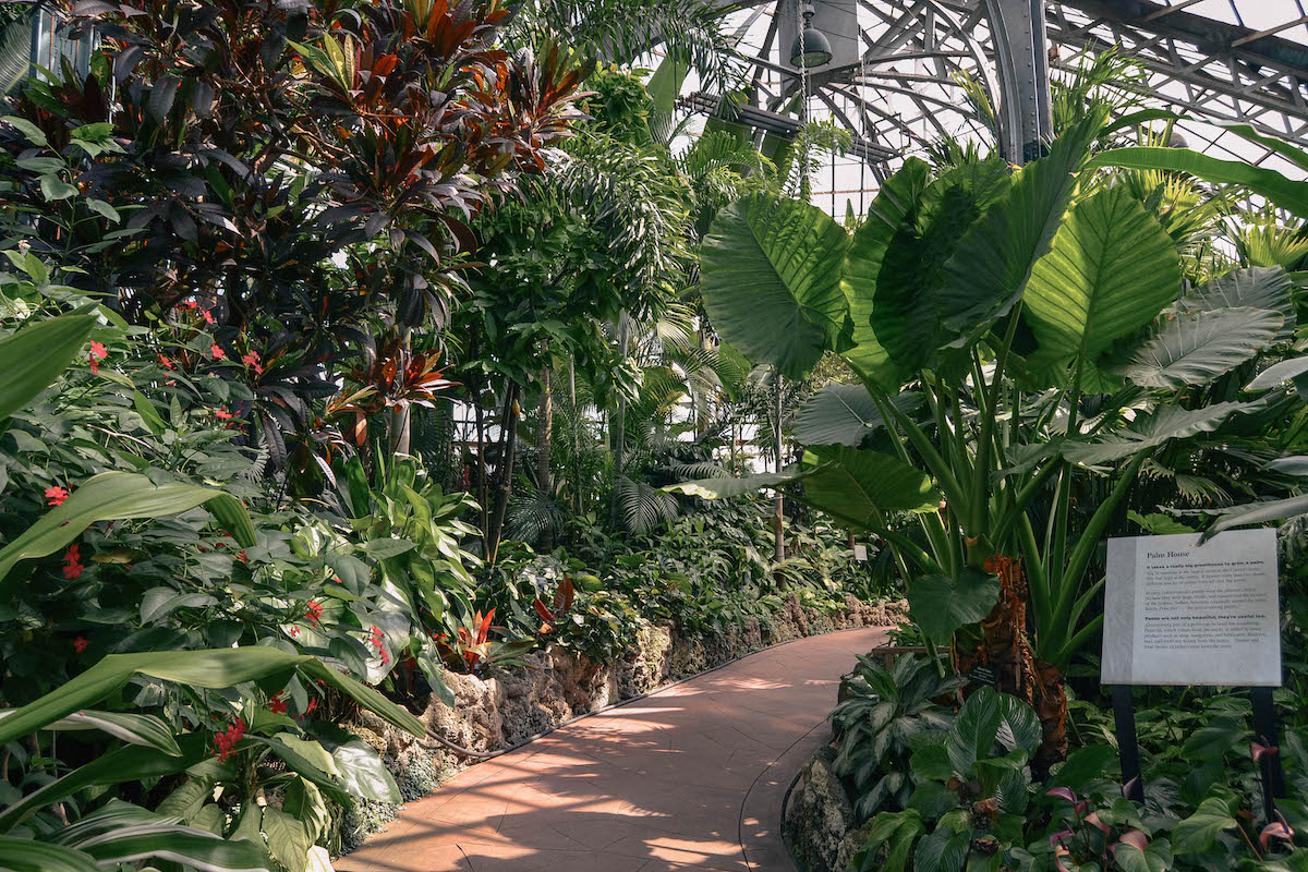 Inside the Palm House of a Chicago conservatory. 