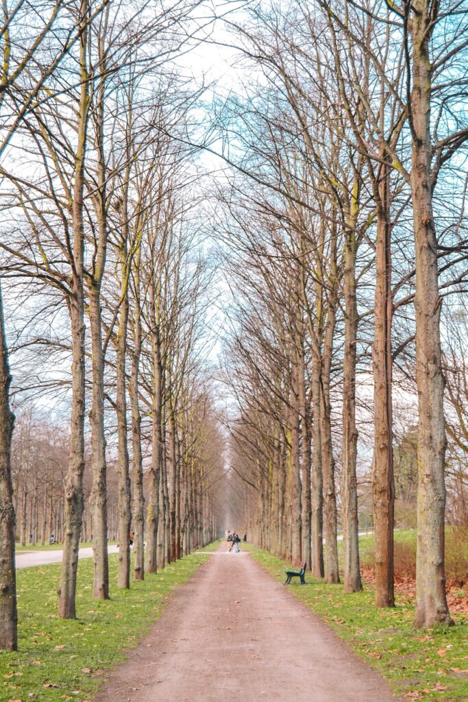 Tree lined path in Hannover's Georgengarten