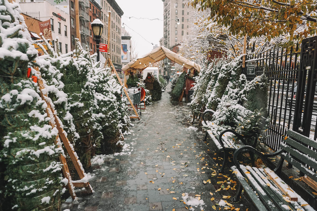 Snow-covered Christmas trees on NYC sidewalk. 