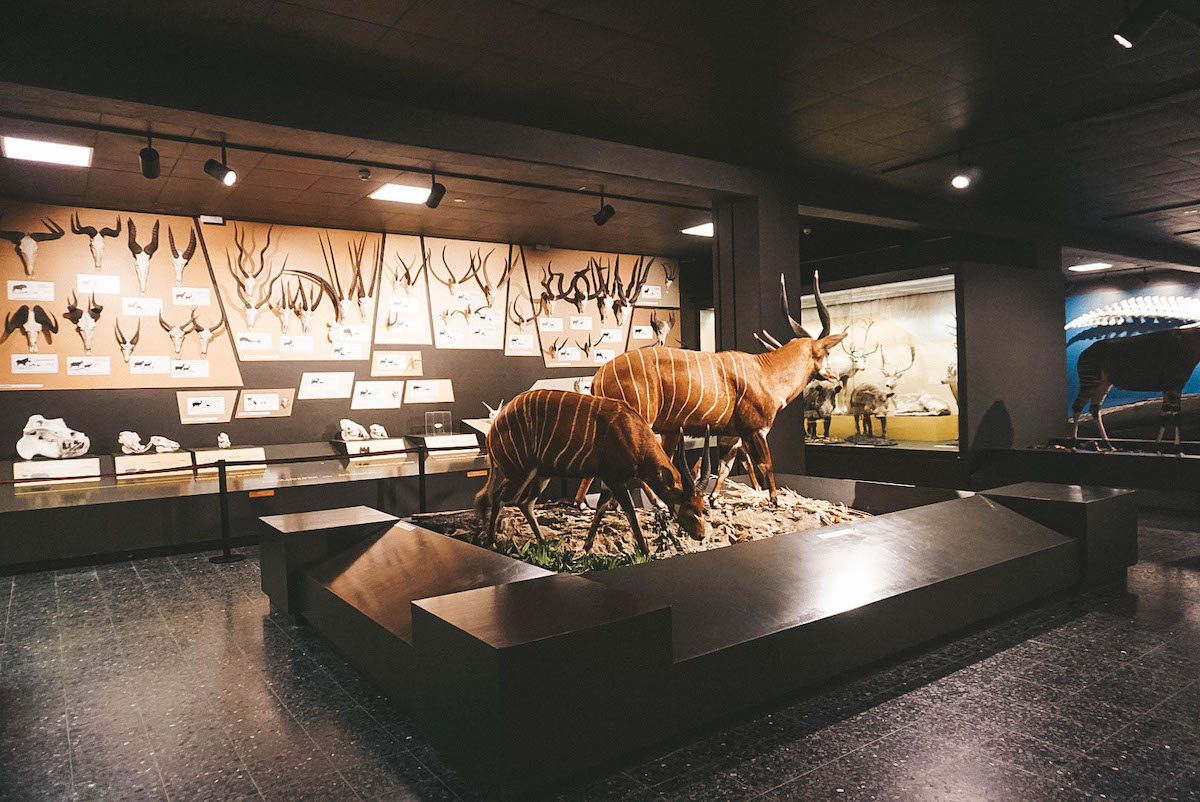 display at Hamburg's zoological museum 