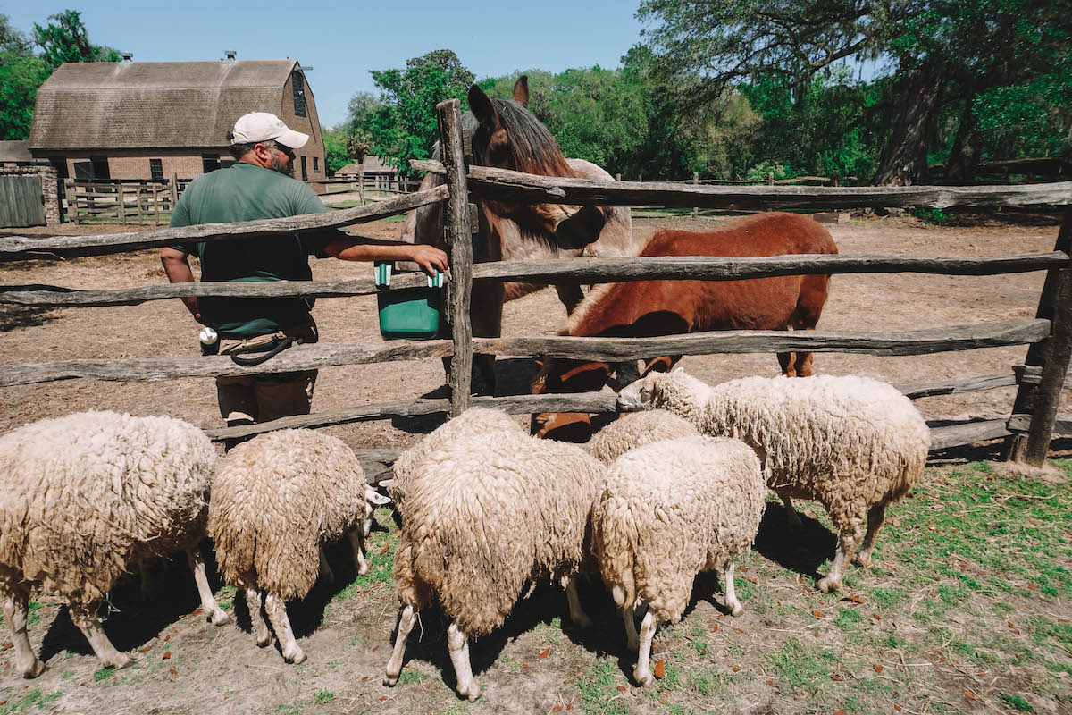 Sheep eating leftovers dropped by draft horses. A caretaker stands nearby. 