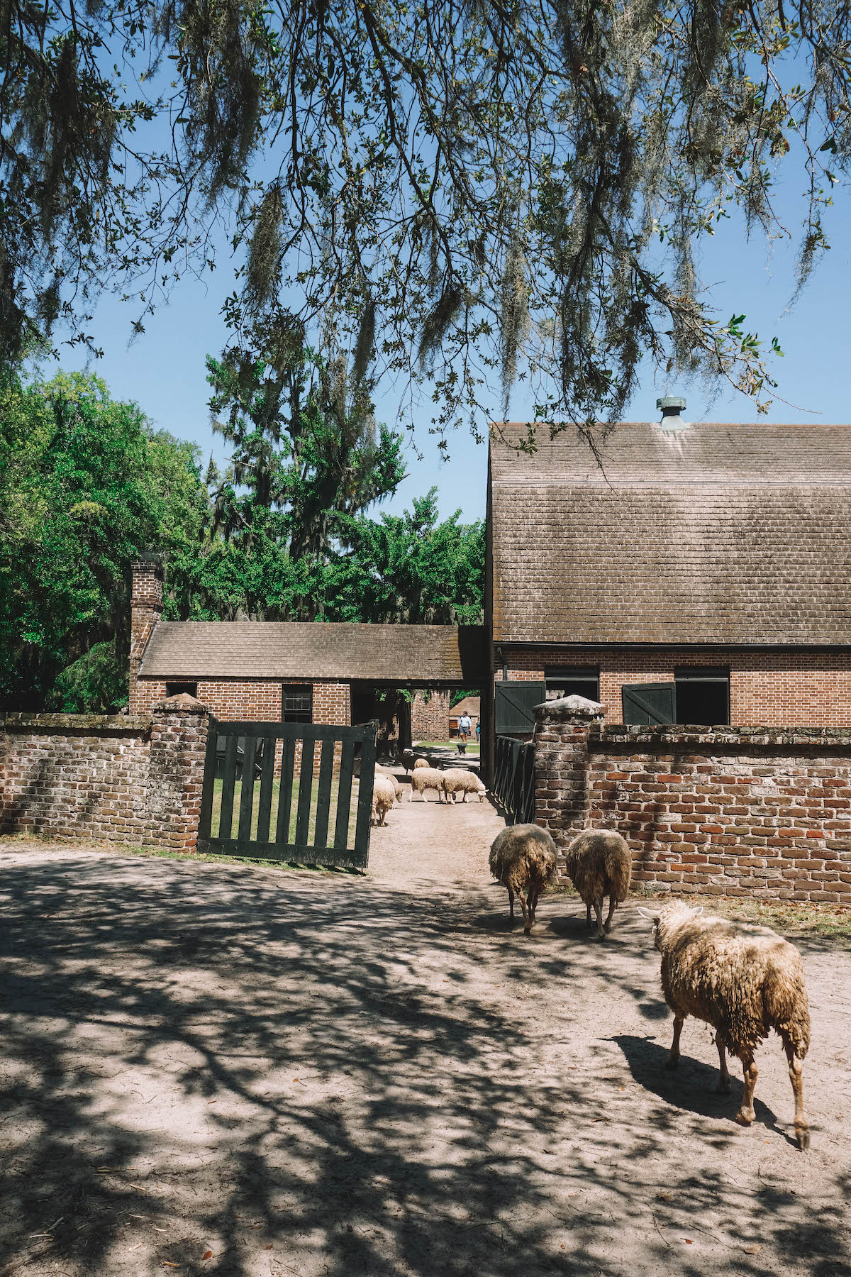 A line of sheep walking through a fence to the stable yards. 