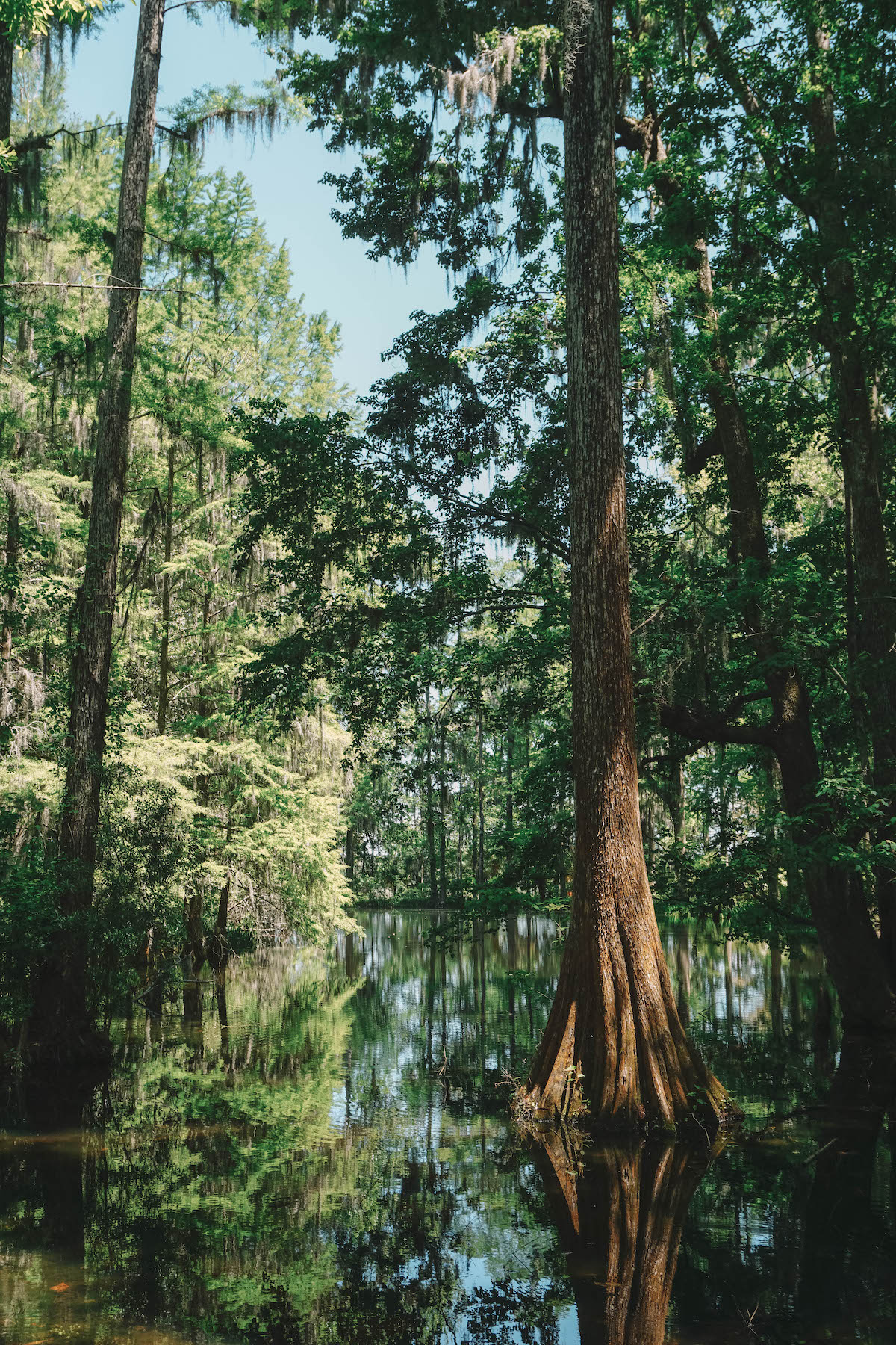Tall trees in the swamp near Middleton Place. 