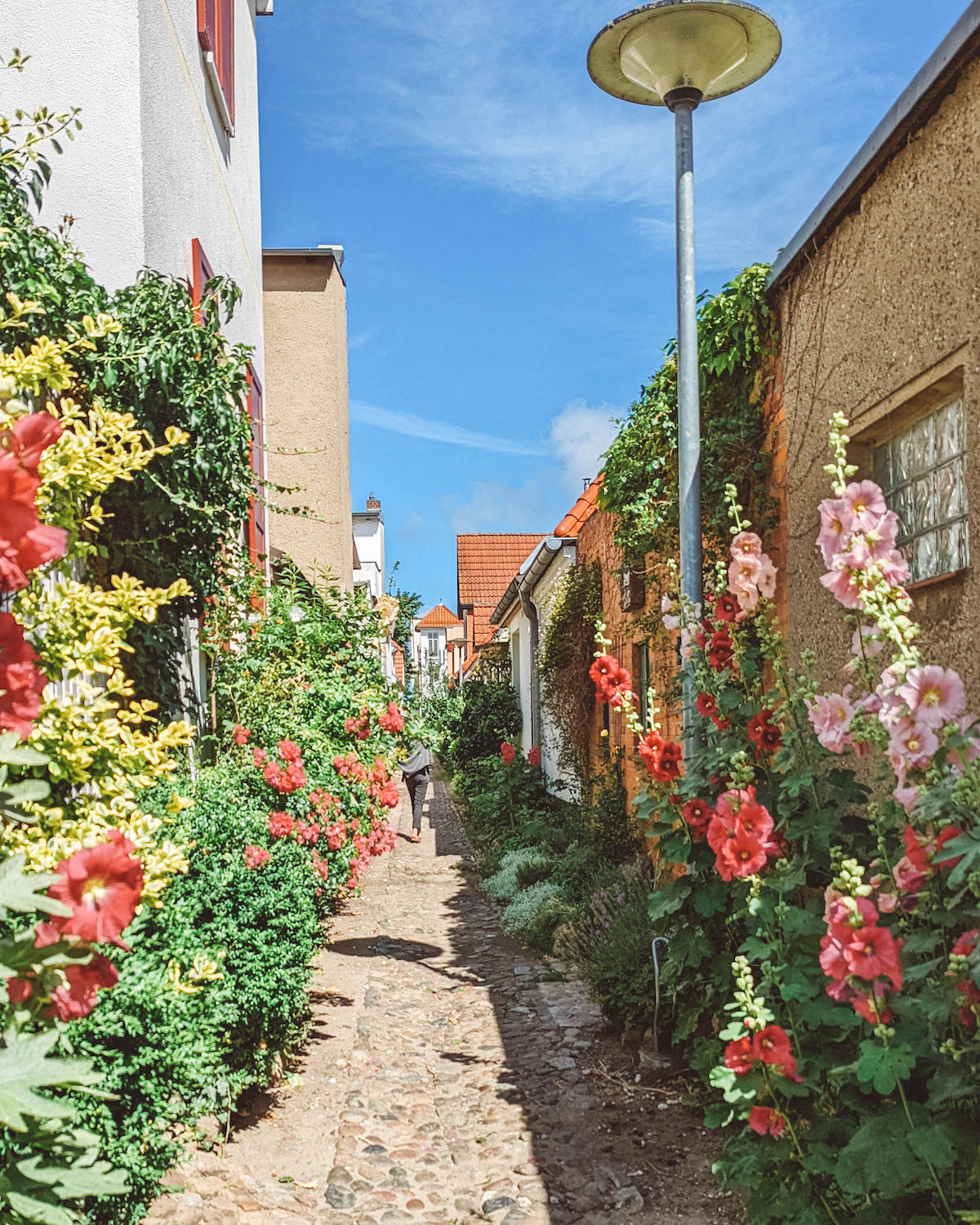 An alleyway lined with hollyhocks on a sunny summer day 