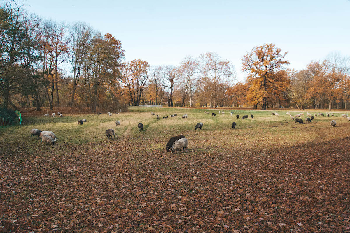 The sheep in Schlosspark Charlottenburg, seen in the fall. 