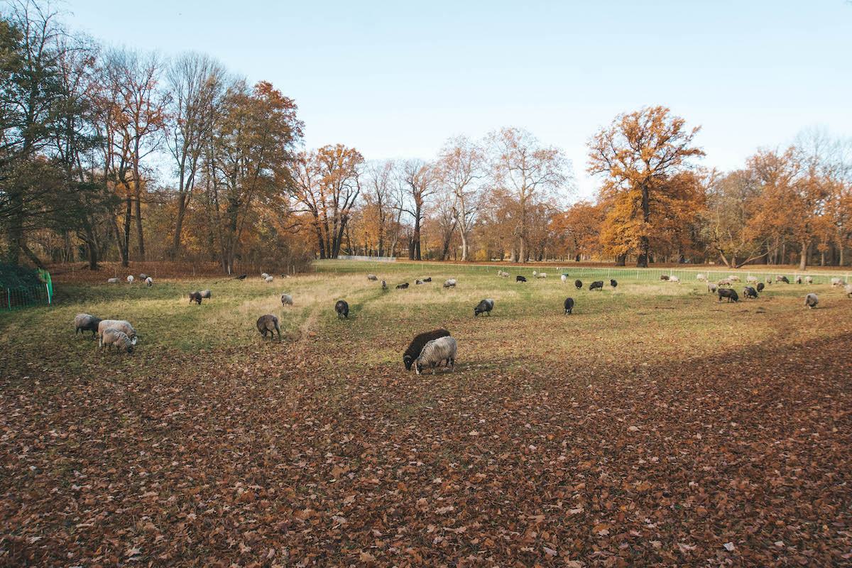 The sheep in Schlosspark Charlottenburg, seen in the fall.