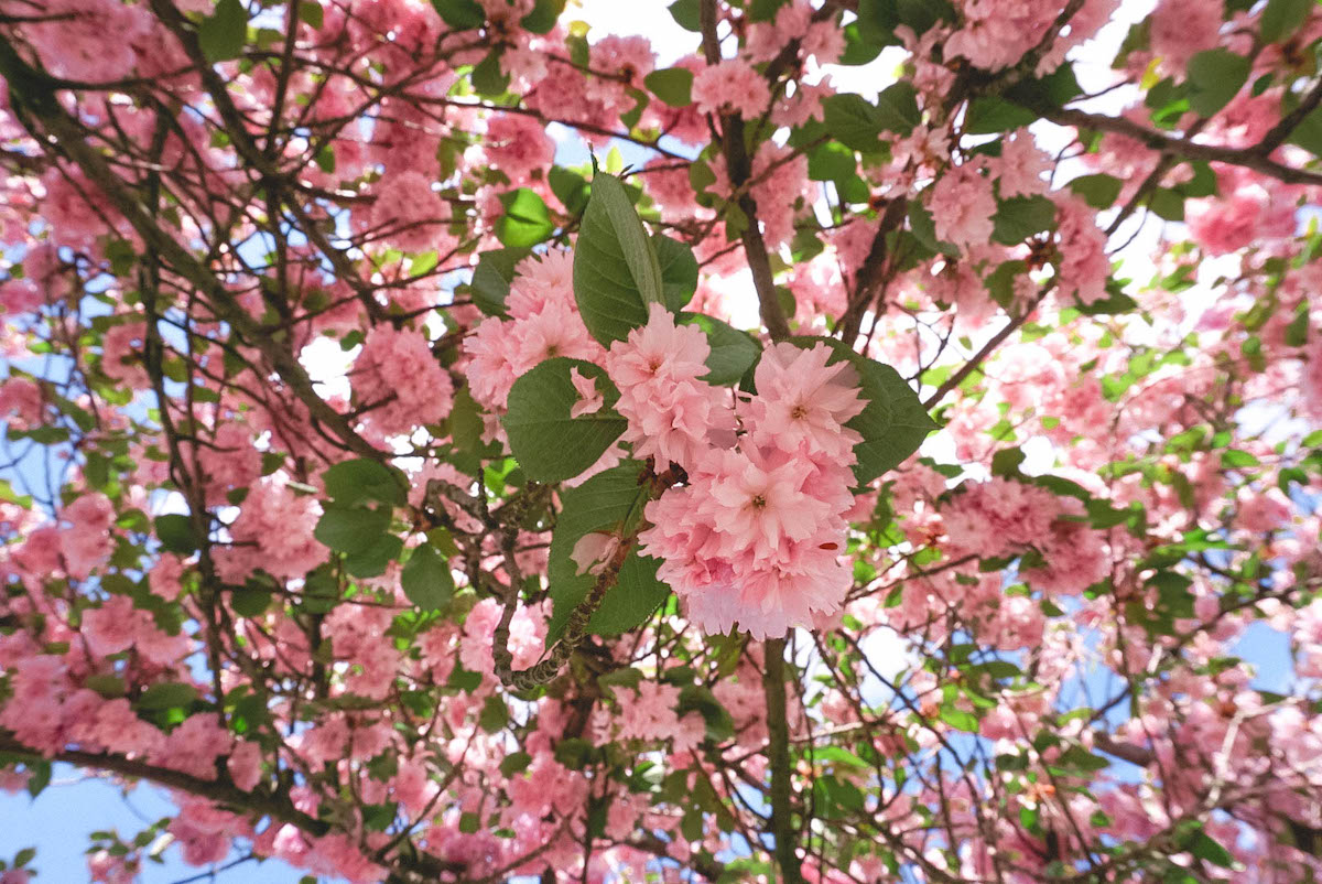 A close up view of blooming cherry blossoms.