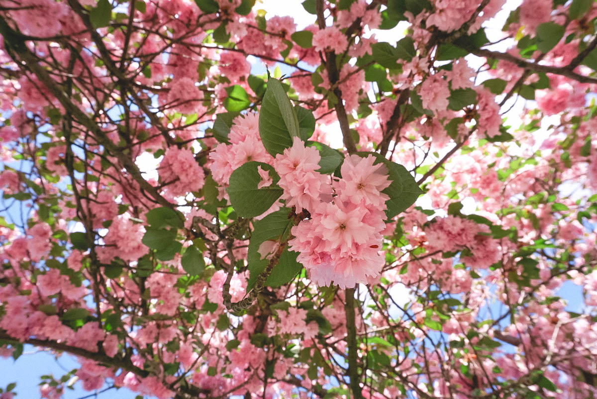 Where and when to see cherry blossom trees