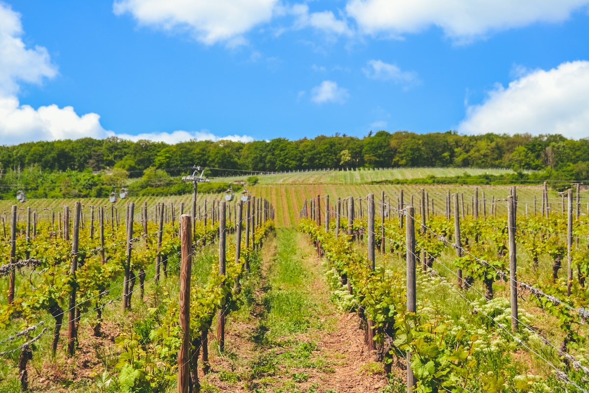 A vineyard in the Rheingau region of Germany, on a sunny day.