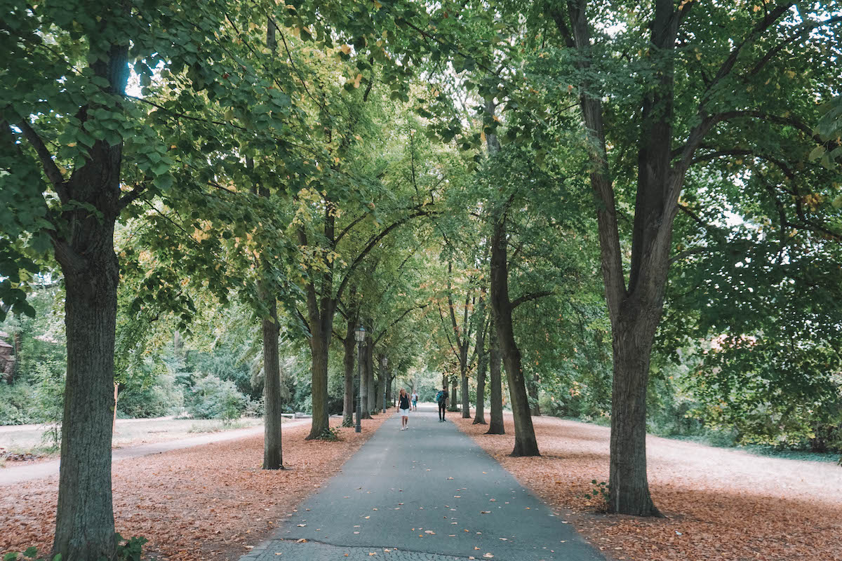 An avenue of trees in Humboldthain 