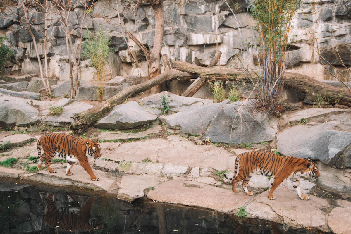 Two tigers in the Berlin Tierpark