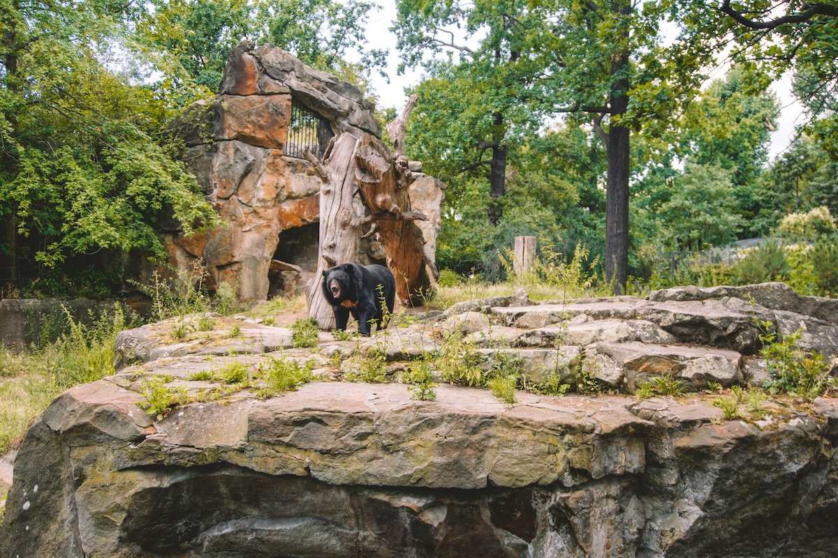 Black bear at the Berlin Zoo