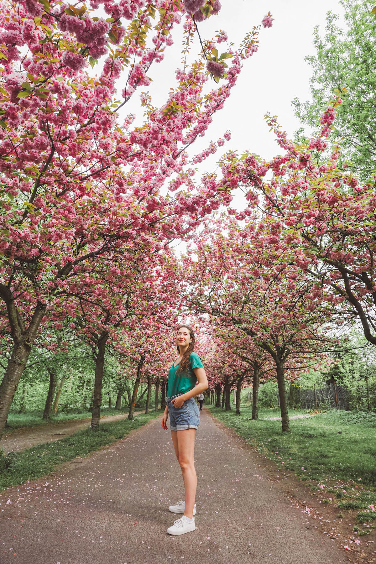 a woman standing amongst blooming cherry blossoms at Bornholmer Strasse