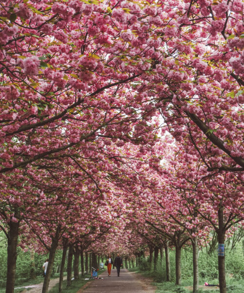 Blooming cherry blossom trees near Bornholmer Strasse