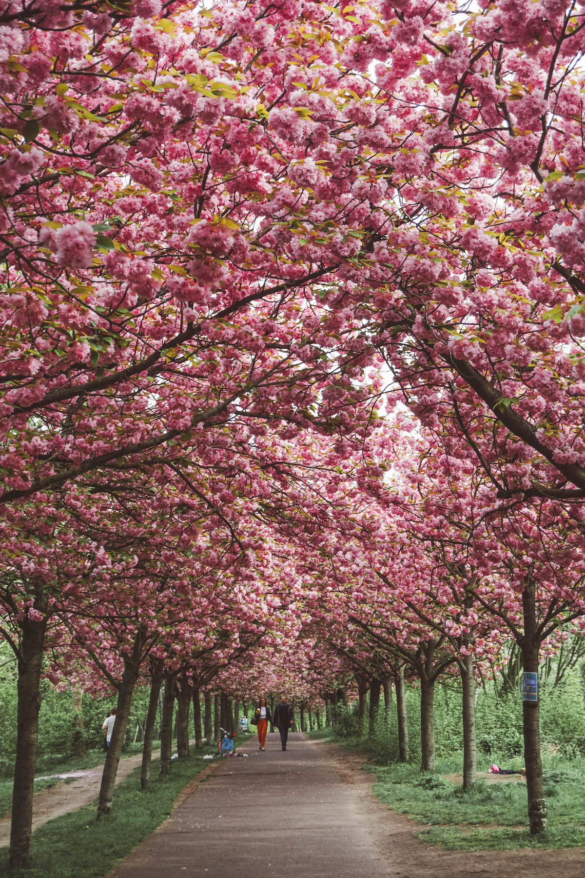 Blooming cherry blossom trees near Bornholmer Strasse
