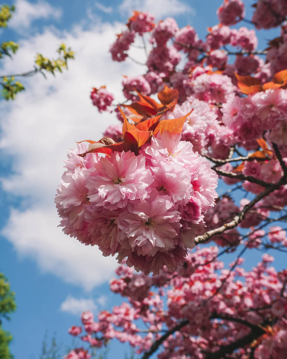 Close up view of cherry blossoms 