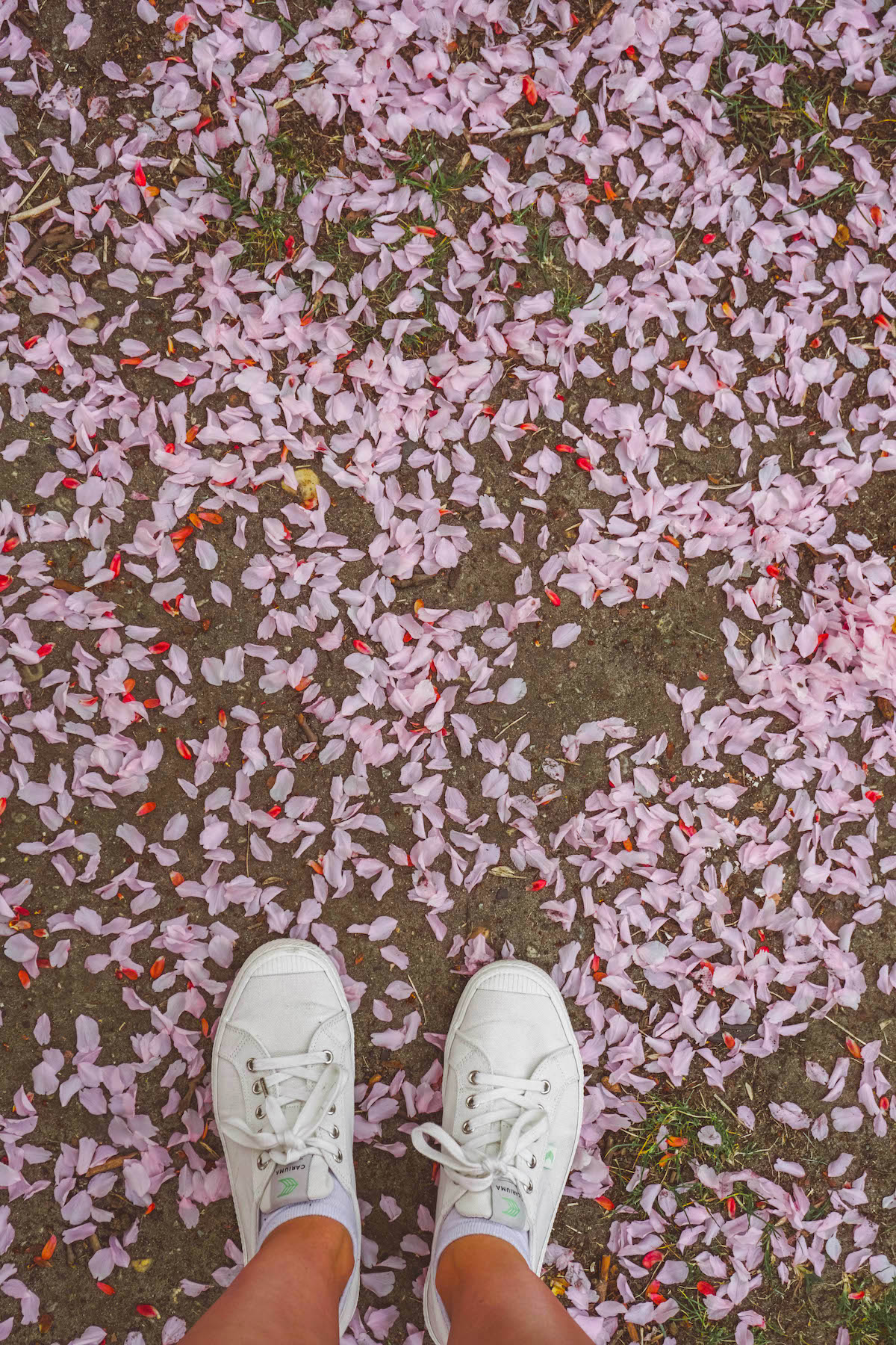 Cherry blossom petals fallen on the ground, you also see white tennis shoes