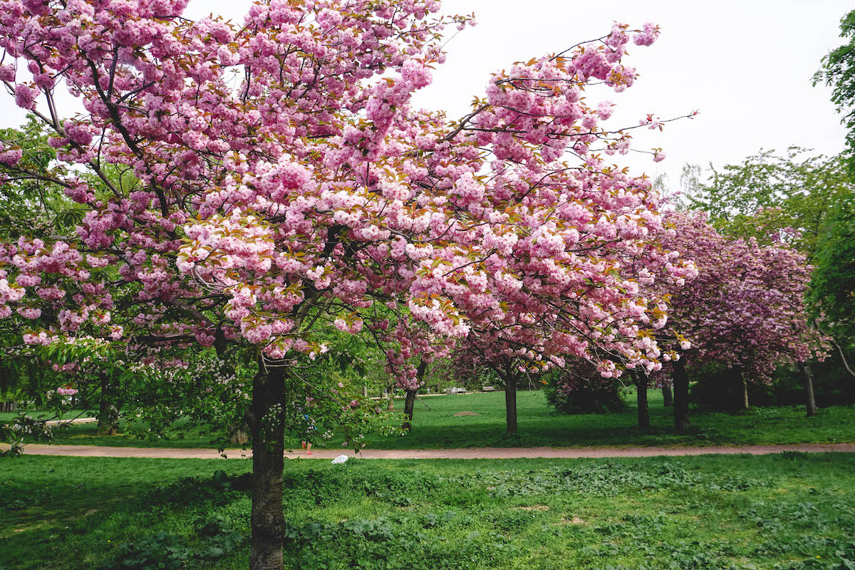 Blooming cherry blossom trees at Falkplatz 