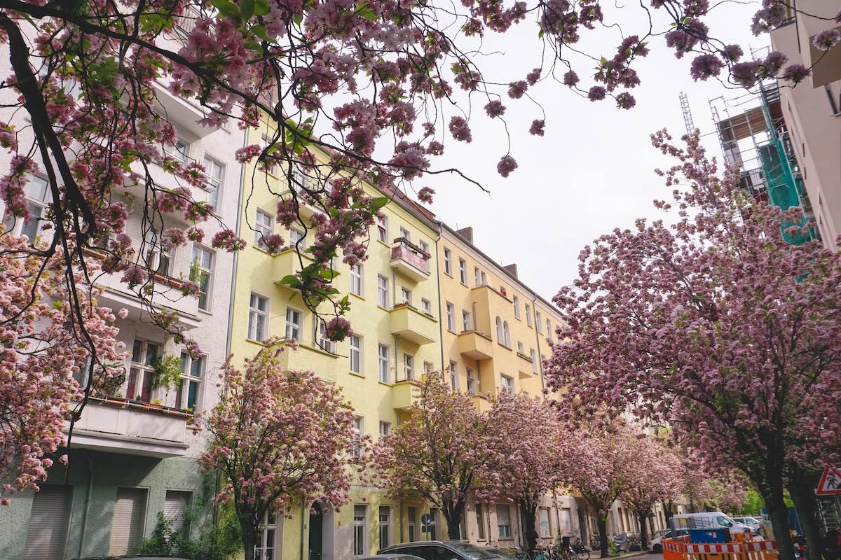 Blooming cherry blossoms on a residential street in Berlin
