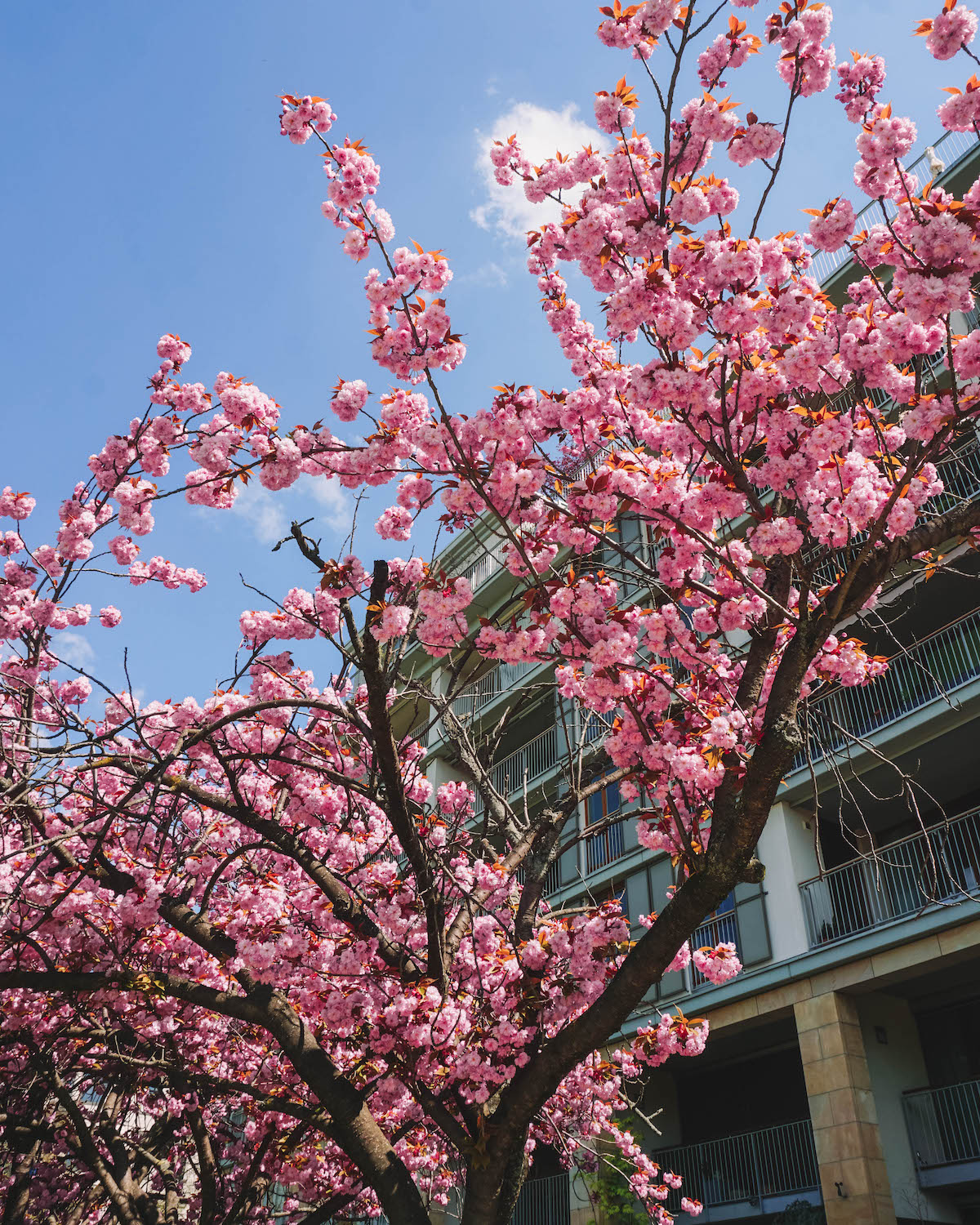 Looking up through the limbs of a blooming cherry blossom tree in Monbijoupark 