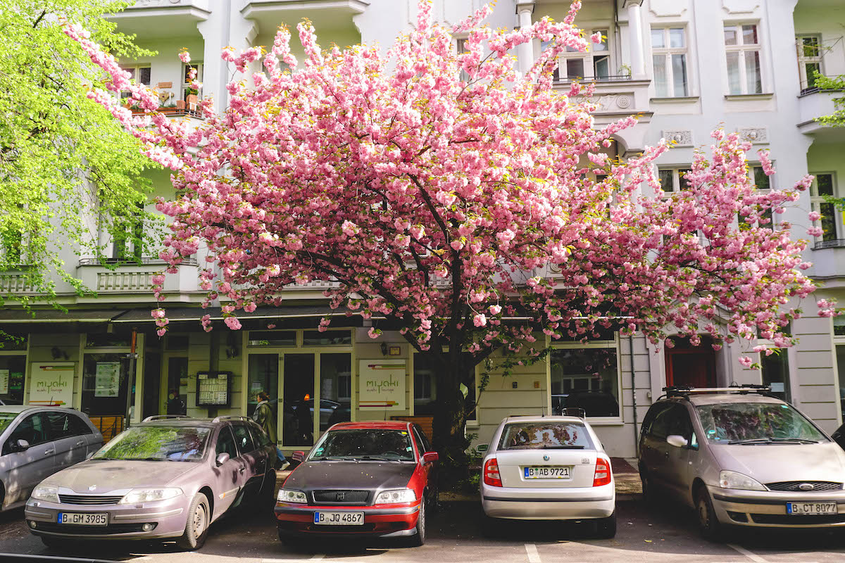 A cherry blossom tree in Prenzlauer Berg