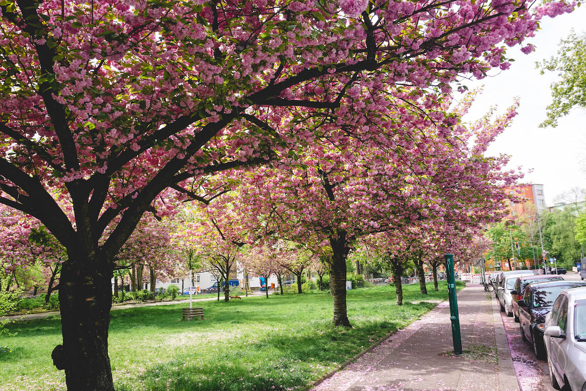A cluster of blooming cherry blossoms at U Moritzplatz in Berlin 