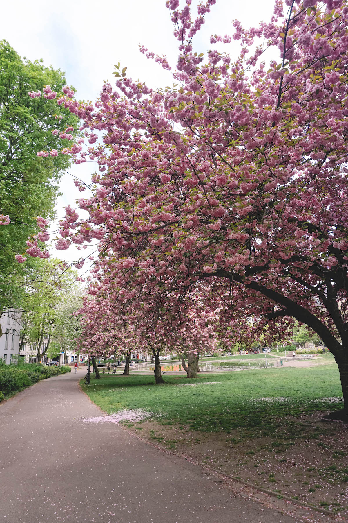 A dirt path running past a blooming cherry blossom tree