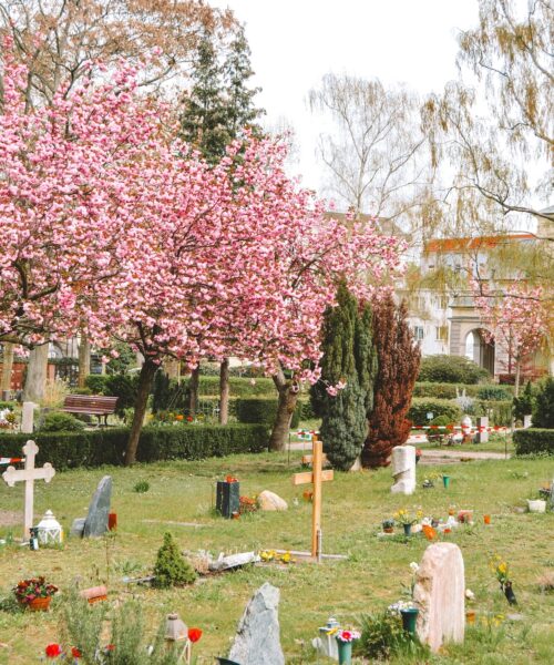 Cherry blossoms trees in the Old Saint Matther's Churchyard in Berlin.