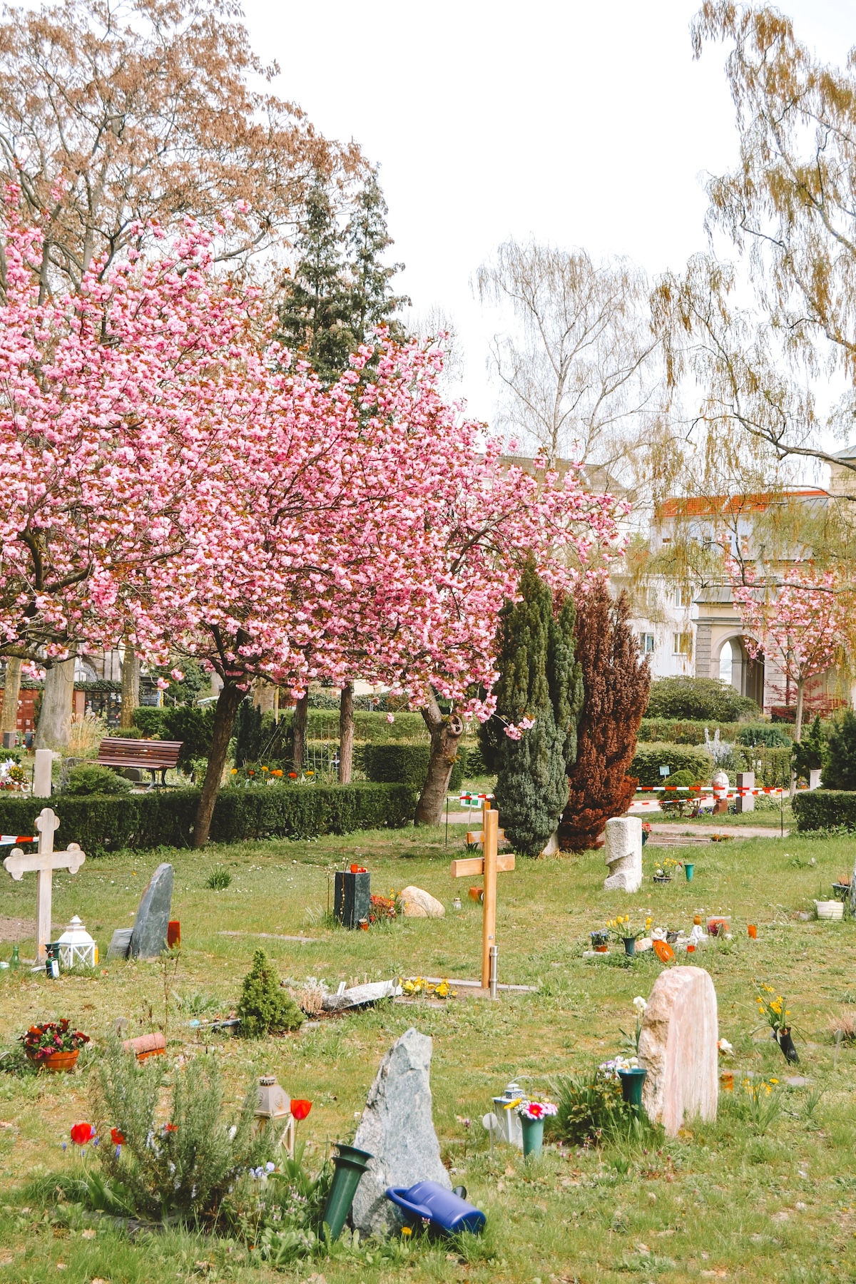 Cherry blossoms trees in the Old Saint Matther's Churchyard in Berlin.