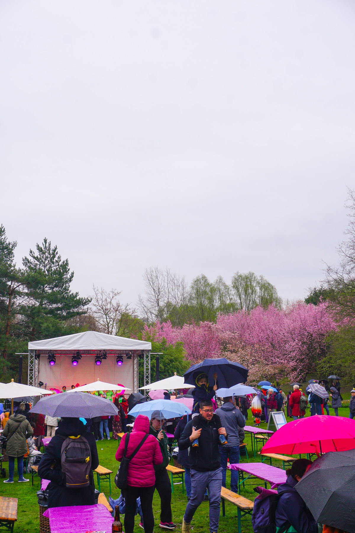 Onlookers with umbrellas at the Berlin Cherry Blossom Festival. 