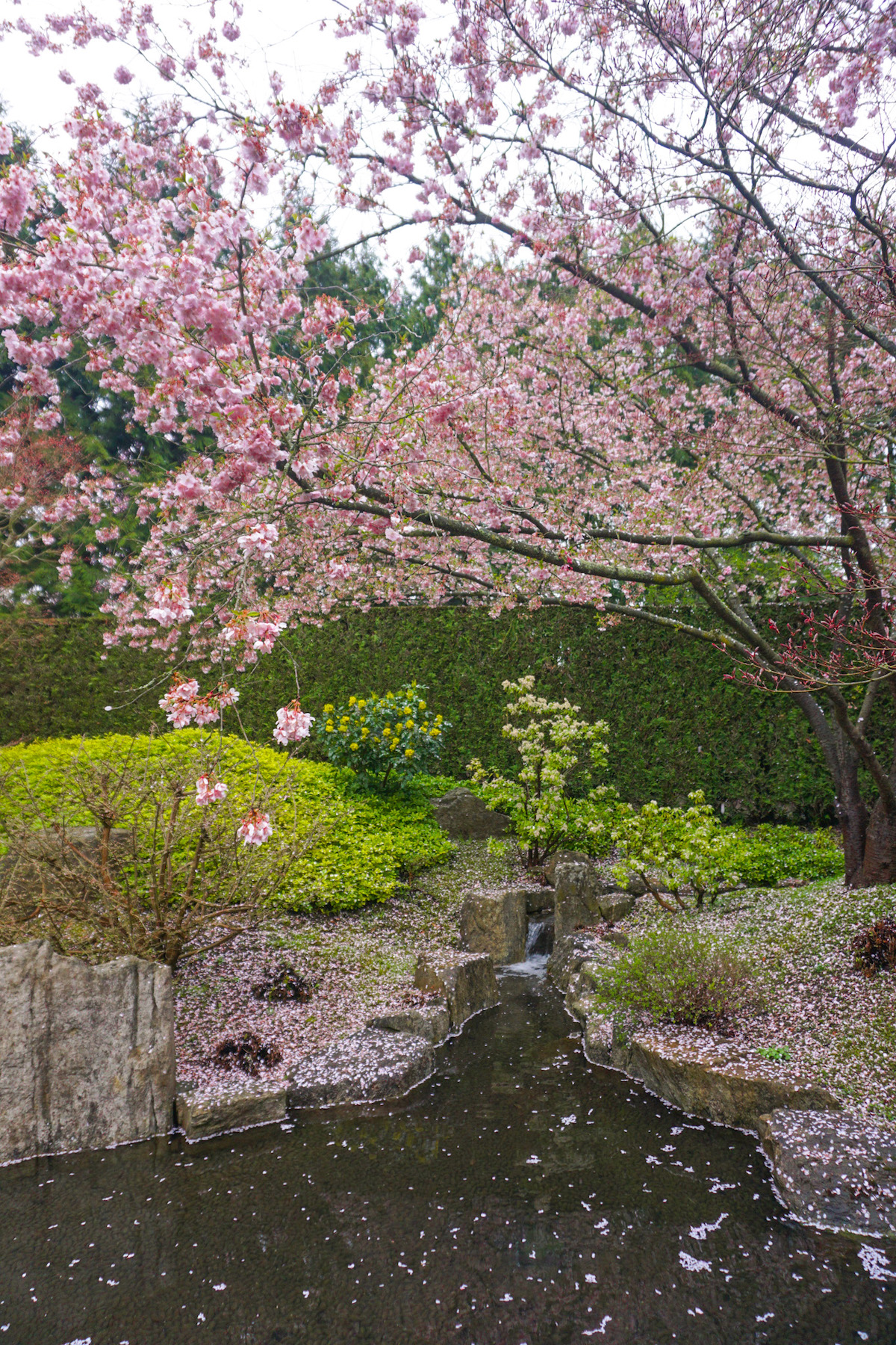 Blooming cherry blossoms at the Gardens of the World in Berlin. 