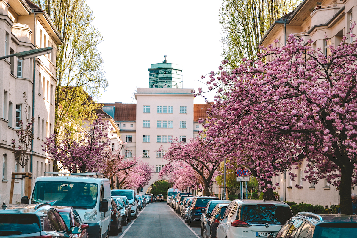 Blooming cherry blossom trees along Ceciliengärten in Berlin.