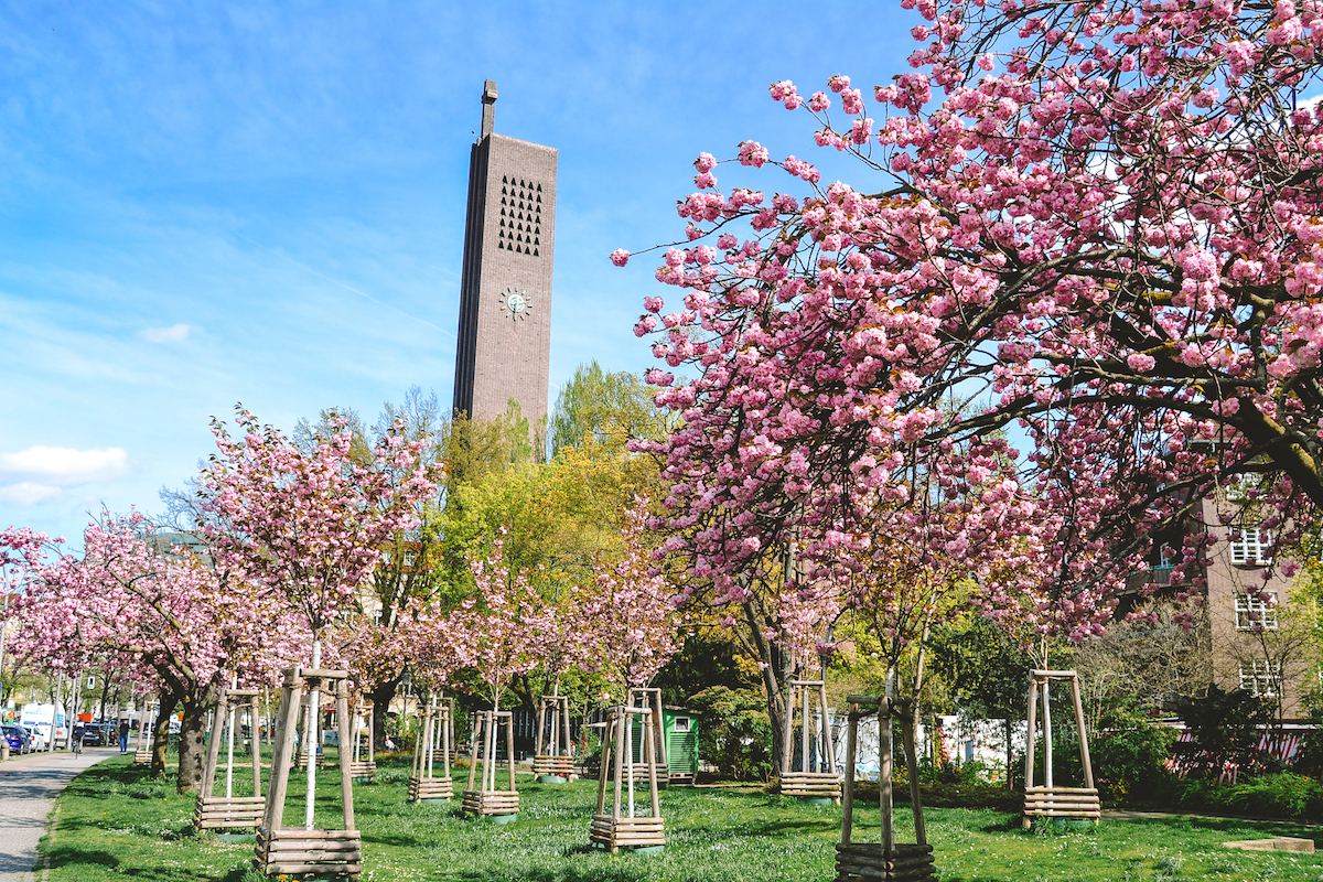Sakura trees at Hohenzollernplatz in Berlin.