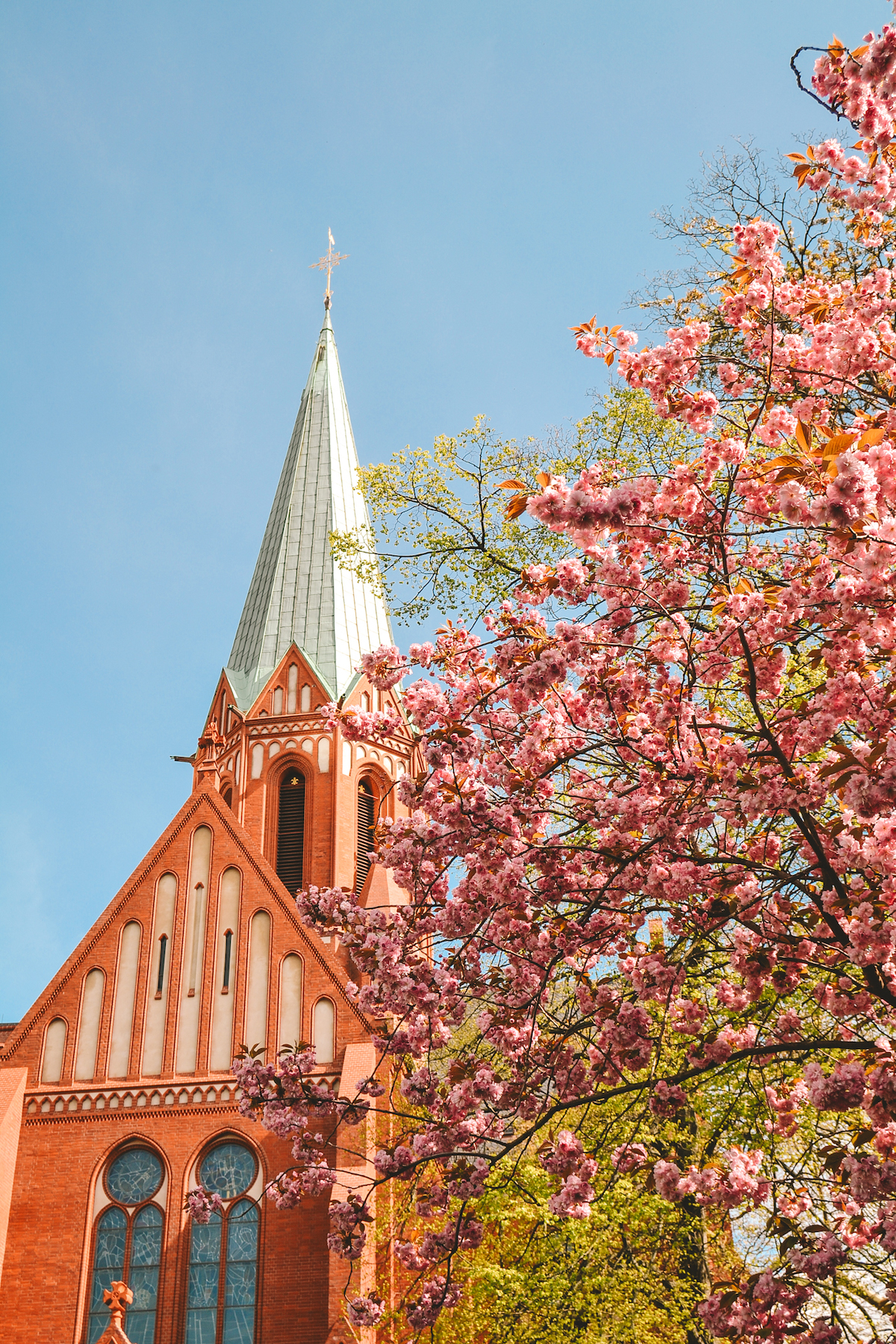 A blooming cherry blossom tree in front of the Ludwigskirche in Berlin. 