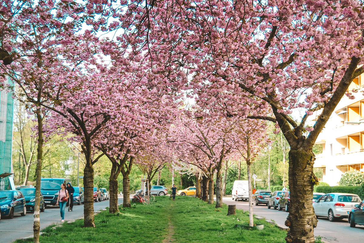 An alley of cherry blossom trees along Nymphenburger Straße in Berlin.