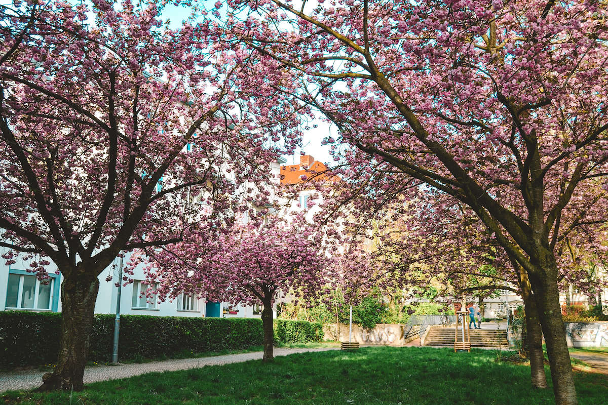 A group of cherry blossoms at Sponholzstrasse in Berlin.
