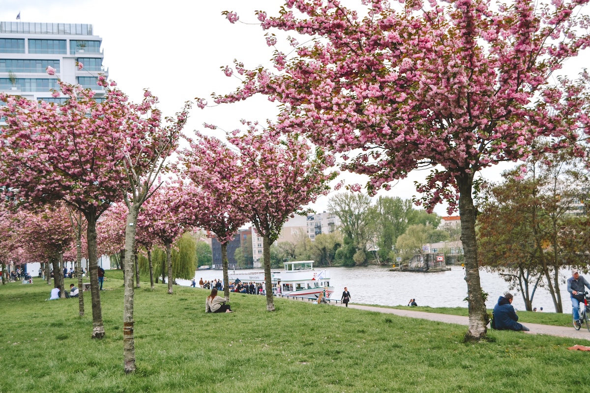 Berlin Cherry Blossoms The 20+ Best Places to See Them Tall Girl Big
