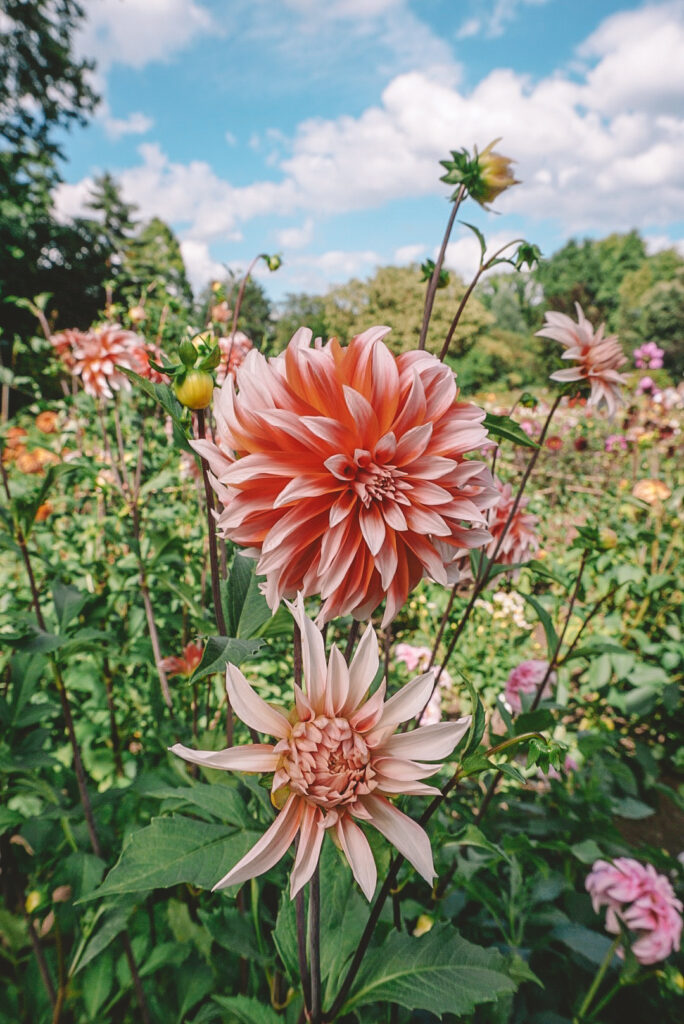 Dahlias in bloom