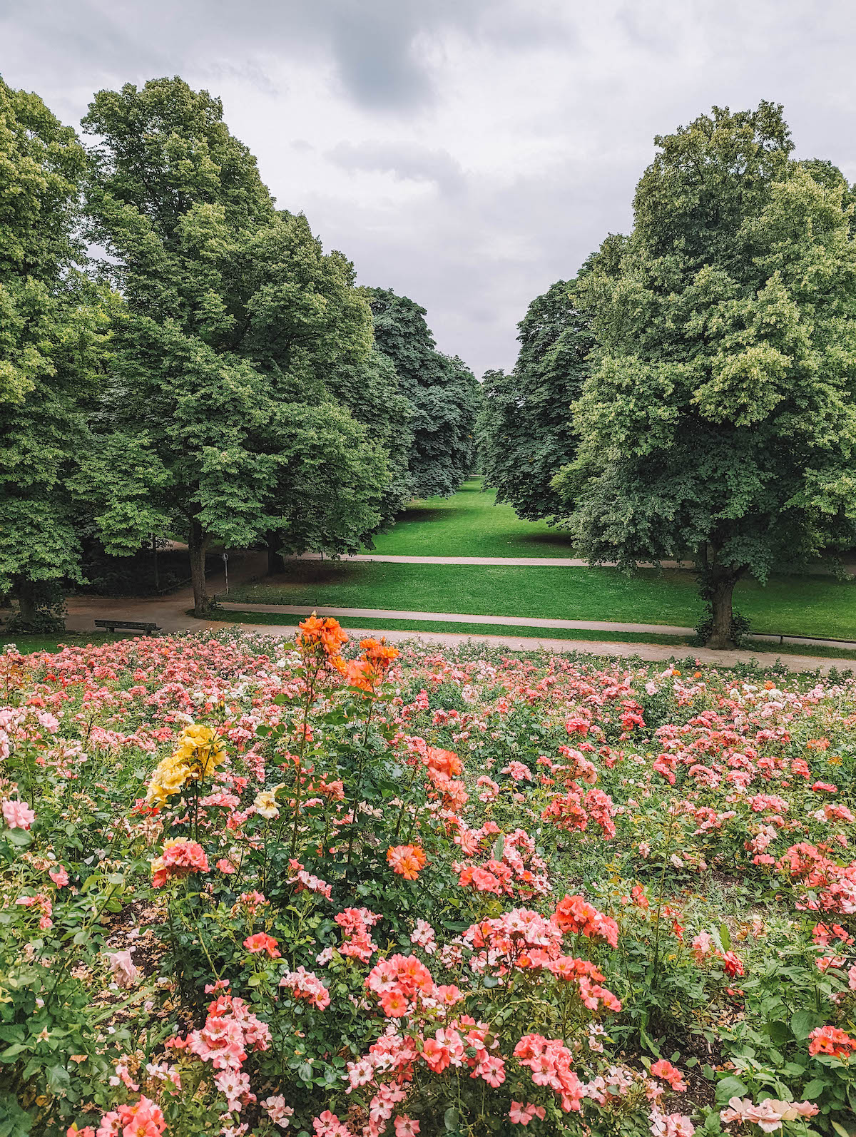 The roses blooming at Luitpold Park in Munich