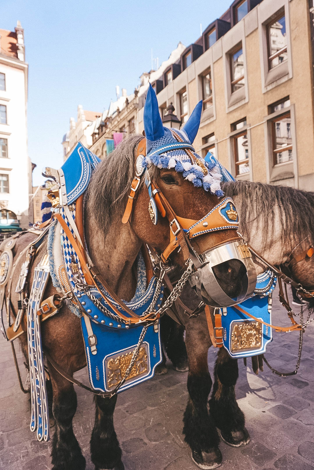 Horses in Munich, Germany, dressed for Oktoberfest 