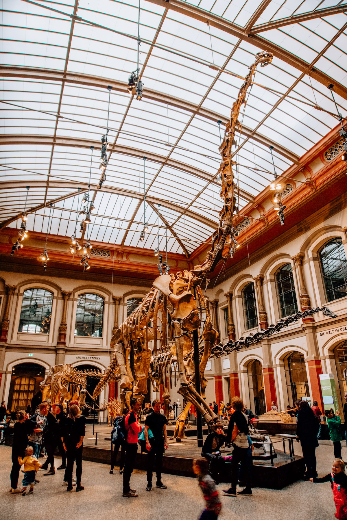 Dinosaur skeleton in Berlin's Natural History Museum. 