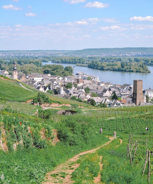 Vineyards on hills behind Rüdesheim am Rhein